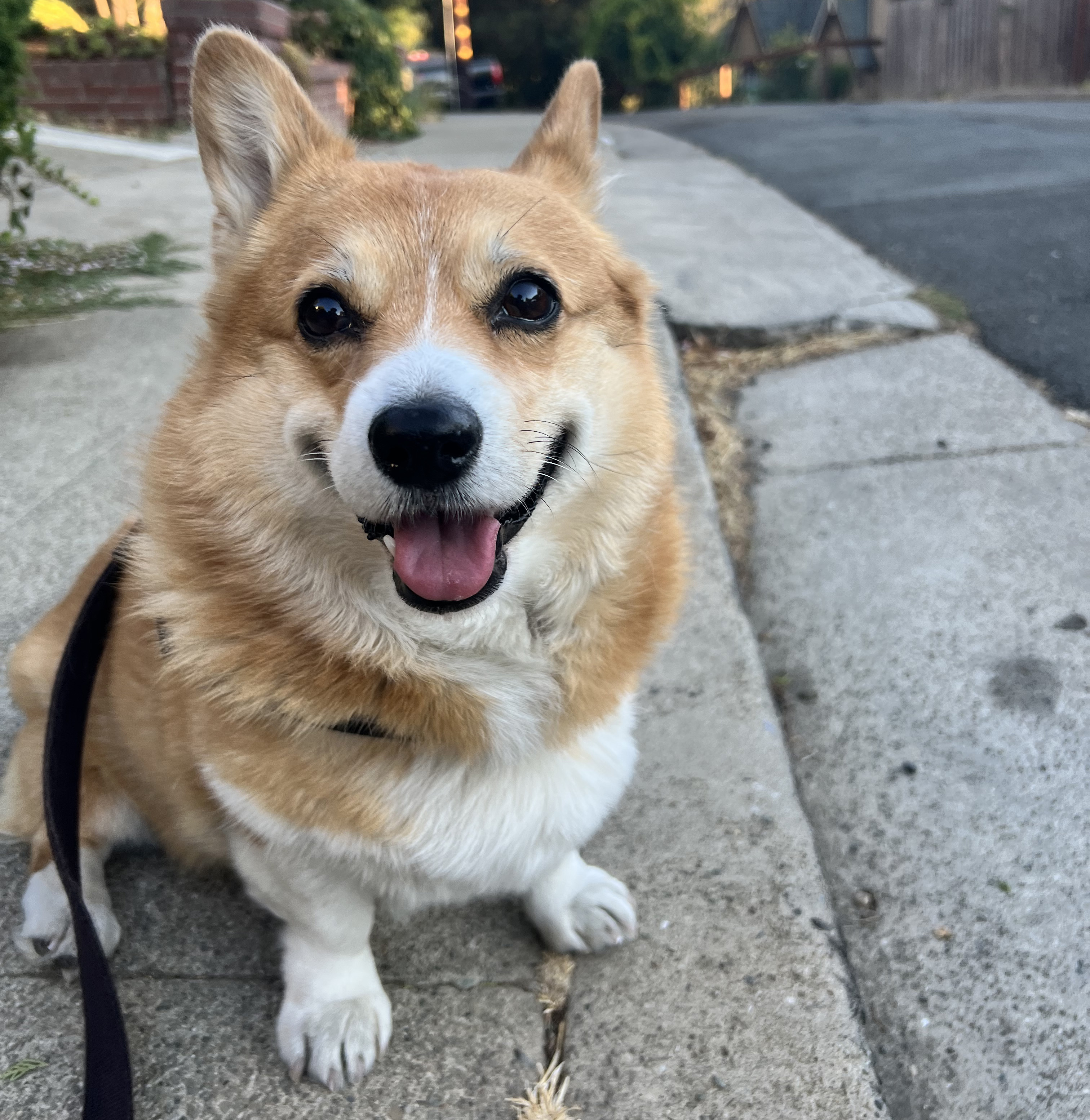 Lily Belle out walking